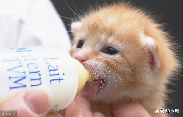 猫咪能喝酸奶吗(两个月的猫咪能喝酸奶吗)