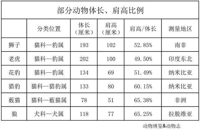 狮子是猫科动物吗(狮子属于猫科动物吗)