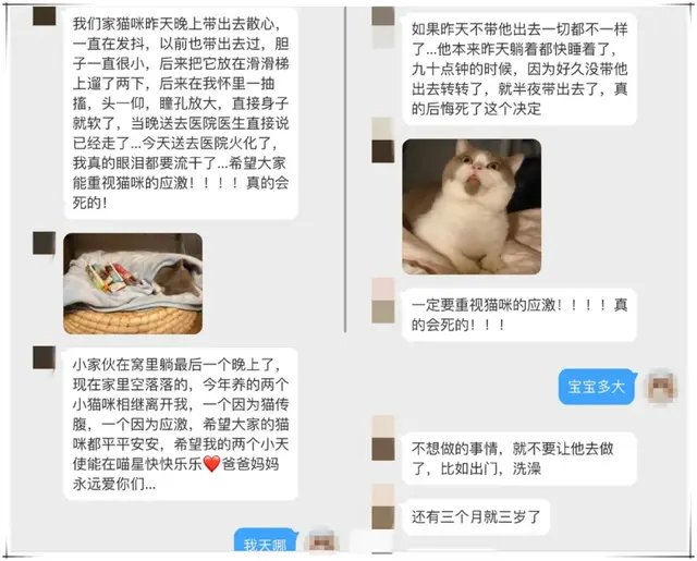 猫的应激反应(猫的应激反应怎样缓解)