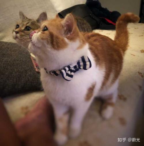 猫咪又土又搞笑的名字 日系猫咪名字