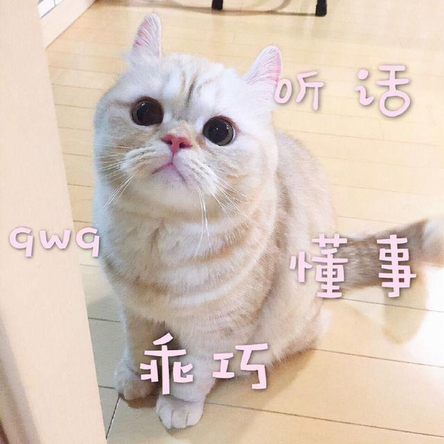 养猫会带来什么运气(属虎养猫会带来什么运气)