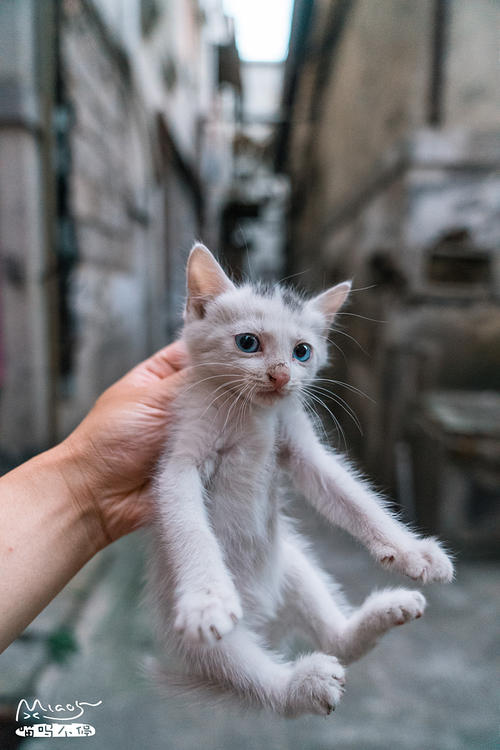 全身白头上一撮黑的猫叫什么 纯白猫头顶有一块黑毛