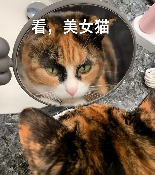 三花公猫多少钱一只(三花公猫值钱吗)