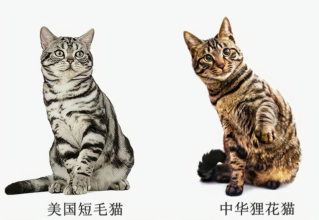 银虎斑猫图片(美短银虎斑猫图片)