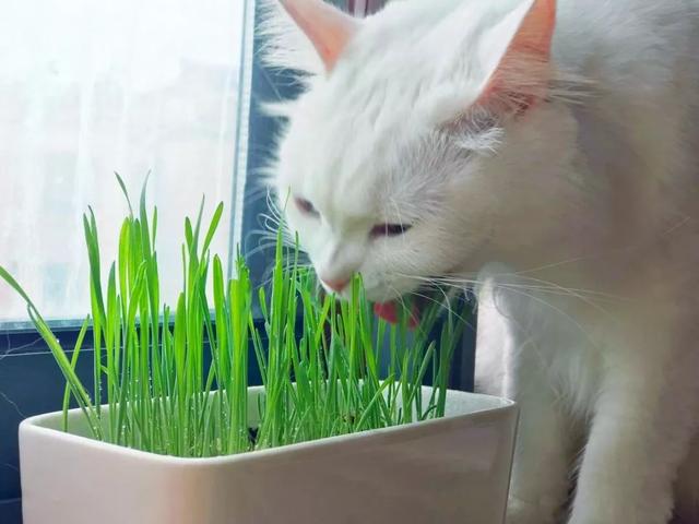 猫草可以代替化毛膏吗(猫吃草可以代替化毛膏吗)