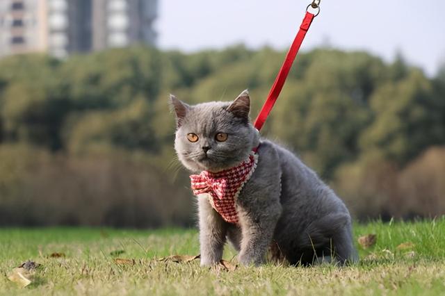 蓝猫的寿命(蓝猫的寿命一般在多少年)