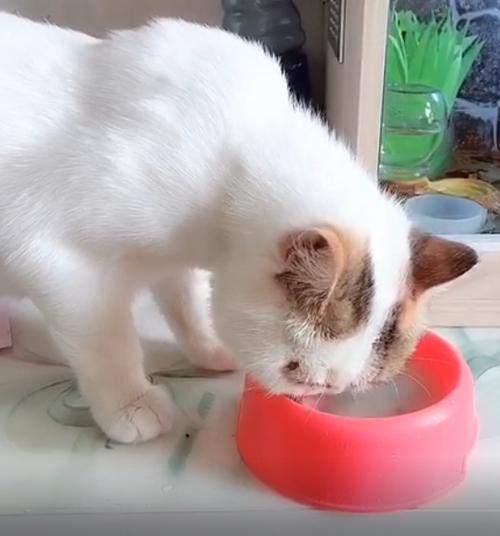 猫能吃鲫鱼吗 猫最爱吃的10种食物