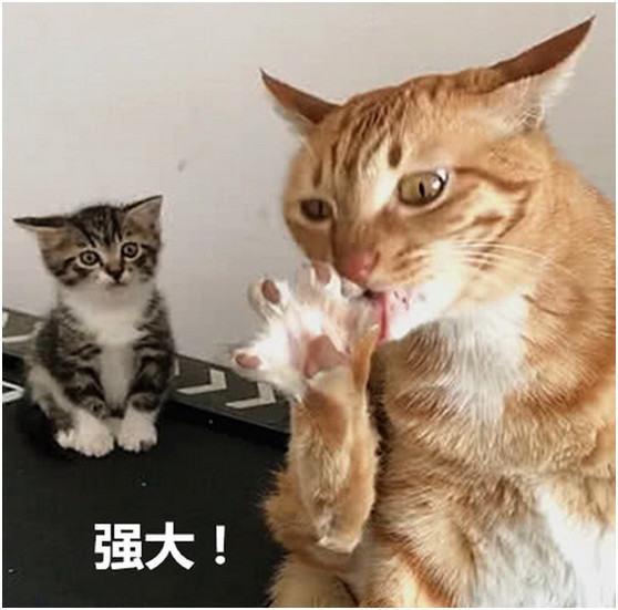 猫咪不停舔脚，是因为它重口味吗？还有这5点含义