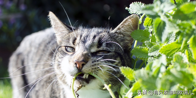 人可不可以吃猫薄荷(人可以吃猫薄荷吗)