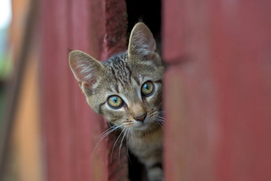 猫丢了找回来的巧方法(宠物猫丢了找回来的巧方法)