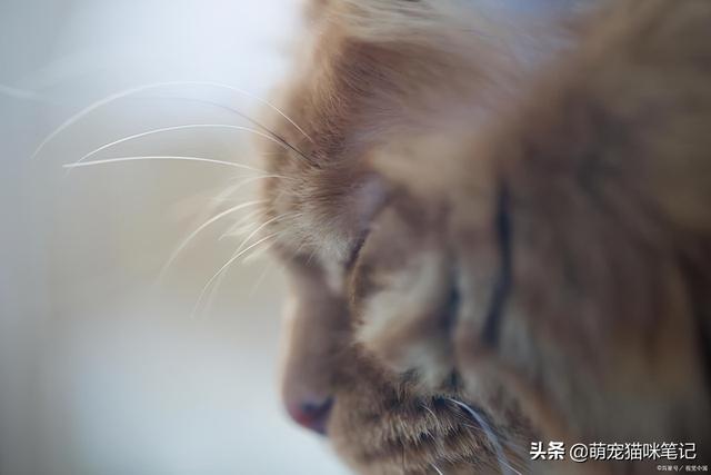 猫多大成年(猫多大成年定型)