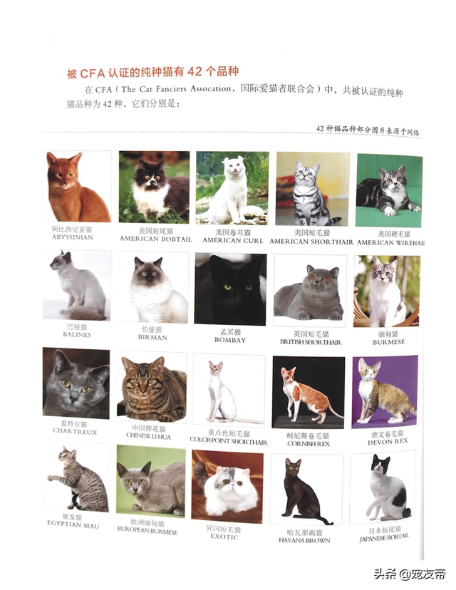 cfa猫品种(cfa猫证书)