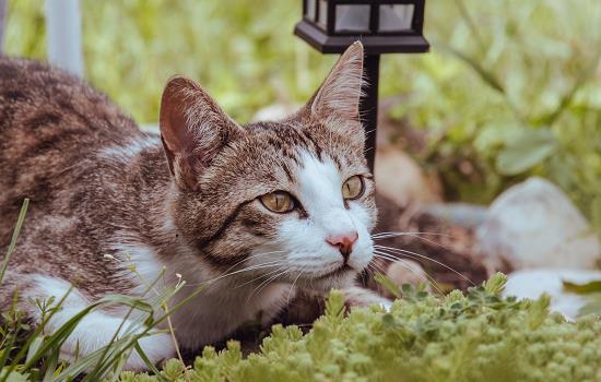 猫能吃南瓜吗蒸熟的