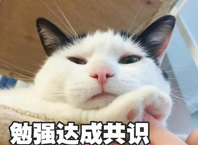 猫咪起名大全招财洋气(猫咪起名字好听)