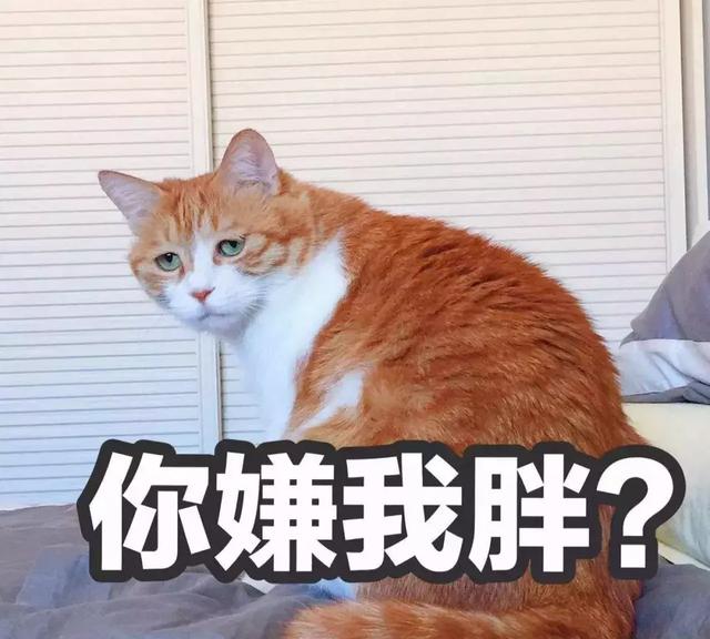 猫能喝牛奶吗(猫可以喝人喝的牛奶吗)