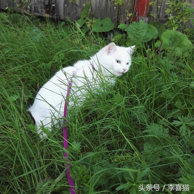 猫吃草是什么征兆(猫吃草是为什么)