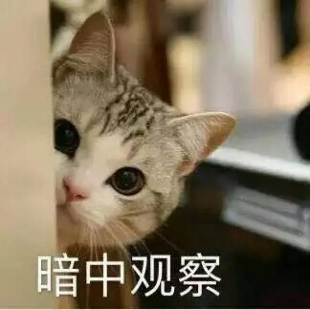 猫分娩完过两天又生了(猫分娩完过两天又生了猫仔能活吗)