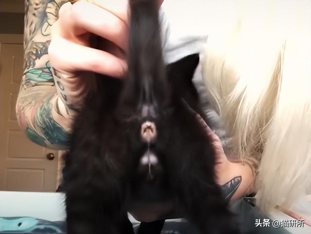 猫咪多大算成猫(猫咪多大吃成猫粮)