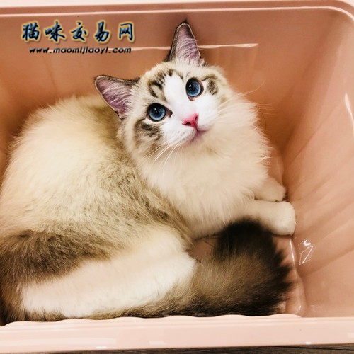 为什么叫布偶猫？主人必知小常识