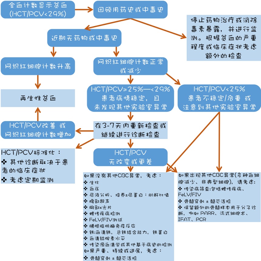 猫咪非再生性贫血的诊断和治疗建议