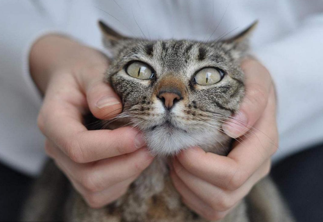 猫咪呼吸声像有痰呼噜怎么办(猫咪呼吸声像有痰呼噜吃什么药)