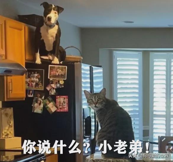 猫狗可以一起养吗(家里猫狗可以一起养吗)