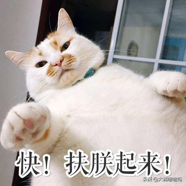 宠物猫多久洗一次澡(猫多久洗一次澡比较好)