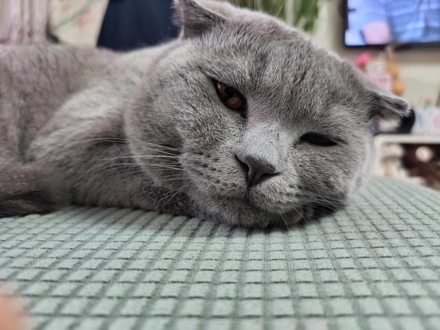 怎样训练猫咪听话(怎样训练猫咪听话和粘人)