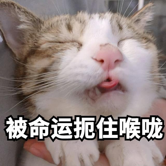 陌生猫进家门的寓意(猫进家门预示着什么)