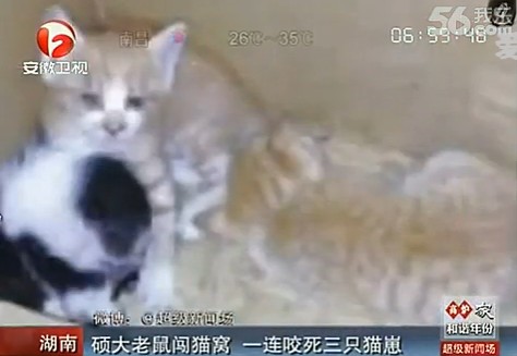 寄养猫咪20一天贵吗 北京猫寄养价目表