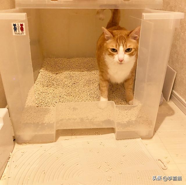 猫不在猫砂里拉屎怎么办(猫不在猫砂里拉屎是什么原因)