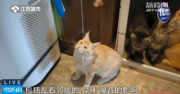 南京猫舍(南京猫舍推荐)