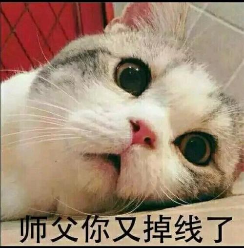 小公猫名字可爱洋气 猫咪名字创意调皮