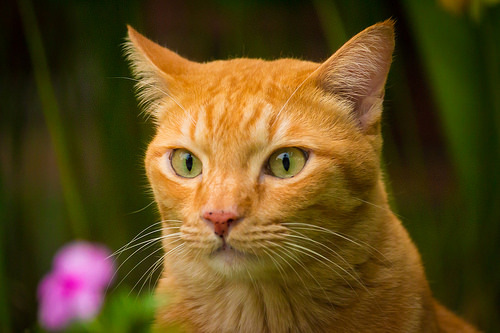 猫吃猫罐头好还是自己水煮肉好 猫咪能吃水煮鱿鱼吗