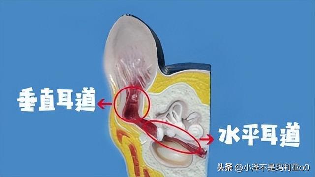 猫耳朵发炎化脓怎么办(猫耳朵发炎化脓用什么药)