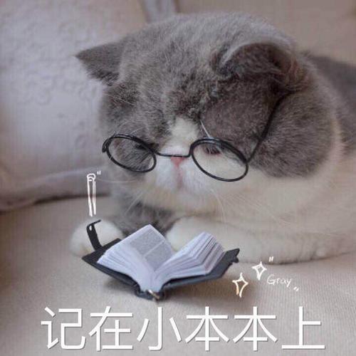 猫掉毛的季节持续多久(猫掉毛的季节是什么时候)