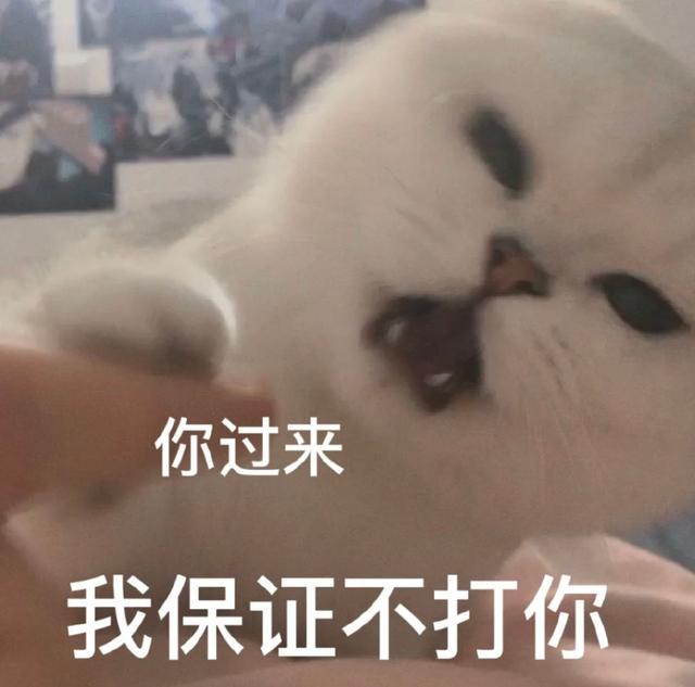 小猫表情包(小猫表情包沙雕)