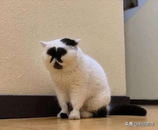 世界上最丑的猫长什么样(世界上最丑的猫图片)