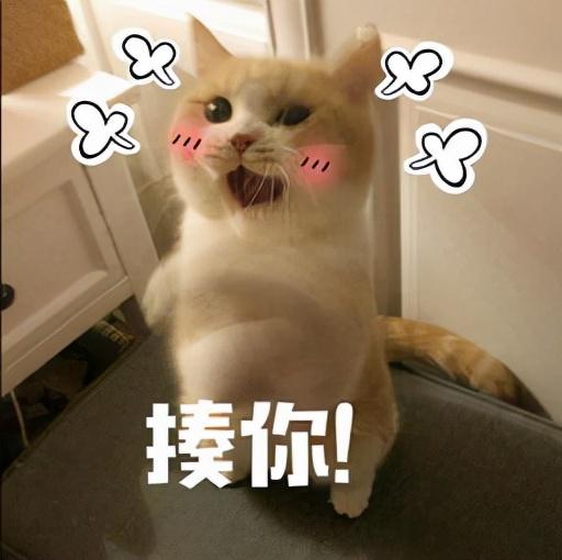 养猫的好处和坏处(养猫对家庭有什么好处)