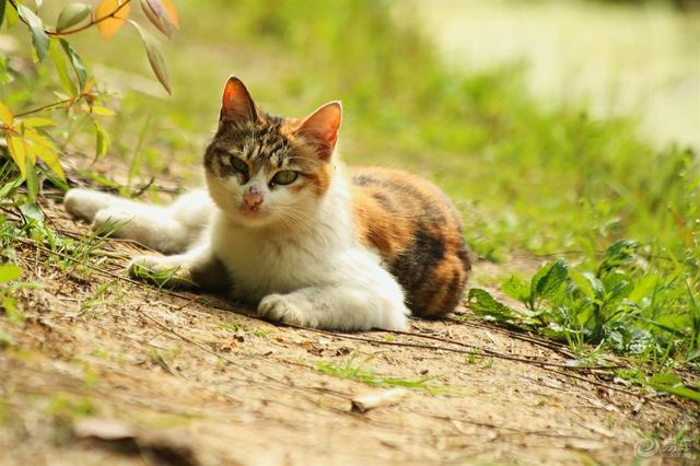 猫咪体内有虫的症状(猫咪身体有虫的症状)