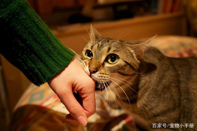 猫咪想要咬你怎么办？这5个方法让你脱离危险