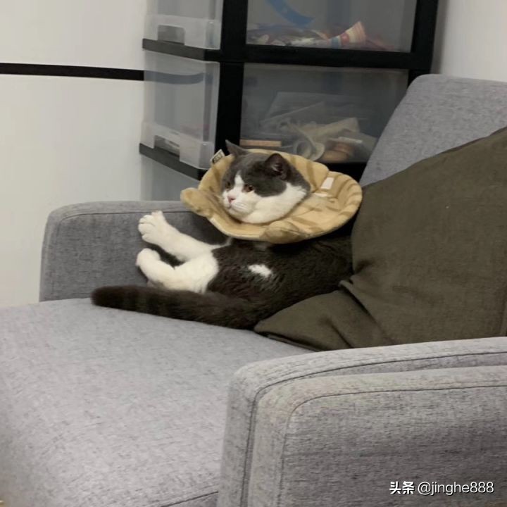 一只猫能可爱到什么程度？