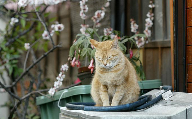 猫知道自己被扔了吗(猫会知道自己被丢弃了吗)