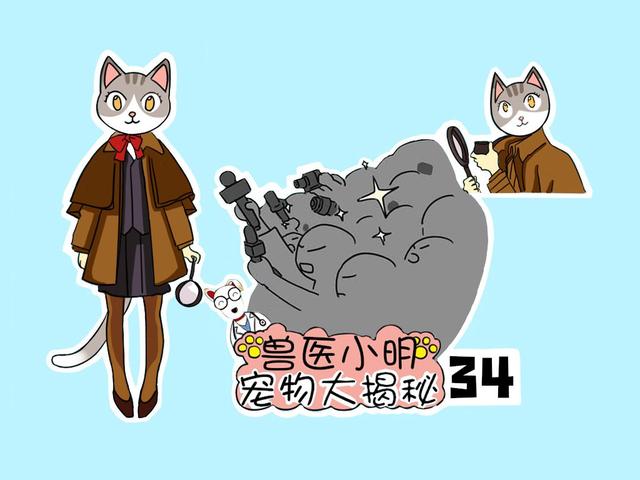 猫咪隐睾的危害(猫咪隐睾怎么判断)