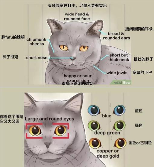 怎样挑选蓝猫幼猫图片(品相好的蓝猫幼猫图片)