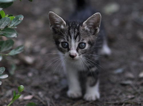 选购健康猫咪的三大方法