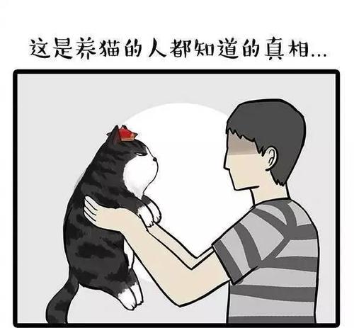 什么是吸猫 吸猫到底是对猫干嘛