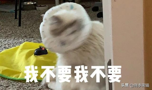 猫咪绝育手术后注意事项(猫咪绝育手术后注意事项有哪些)