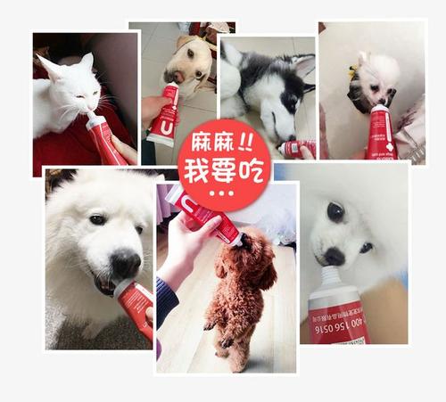 怎么帮猫补充体力 快速补充体力的食物有哪些