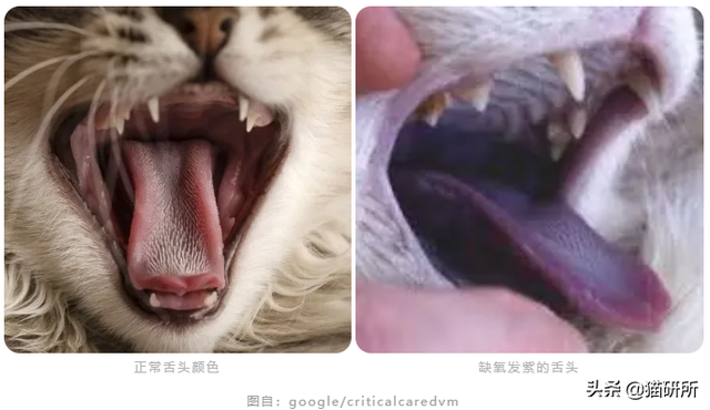 猫舌头上的倒刺(猫舌头上的倒刺会舔伤人吗)